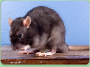 rat control Wakefield