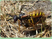 wasp control Wakefield
