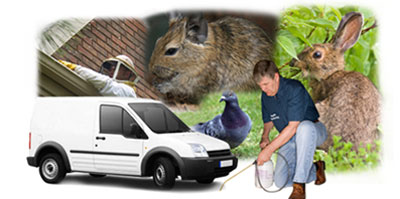 Wakefield local van